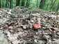 Piros galambgomba (Russula lepida), Zemplén